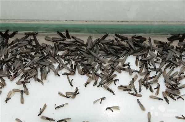 1586583097528695.jpg 15846052927310.jpg